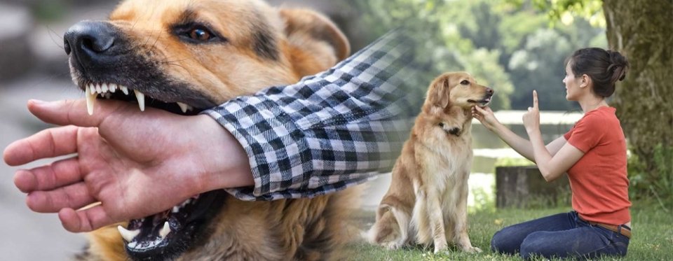 Bitten or Attacked by a Dog? You May Be Entitled to Compensation.